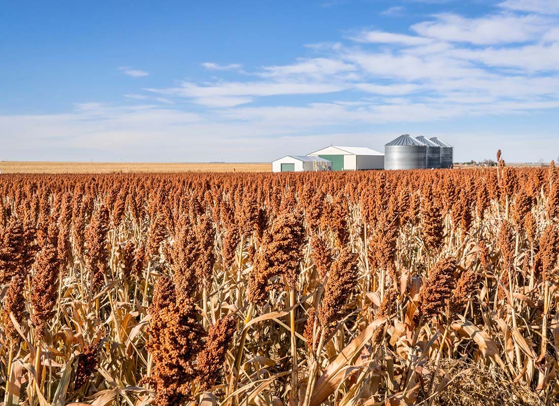 Contact - Scenic View of a Farm Field with Sorghum with Grain Silos in the Background in the Midwest